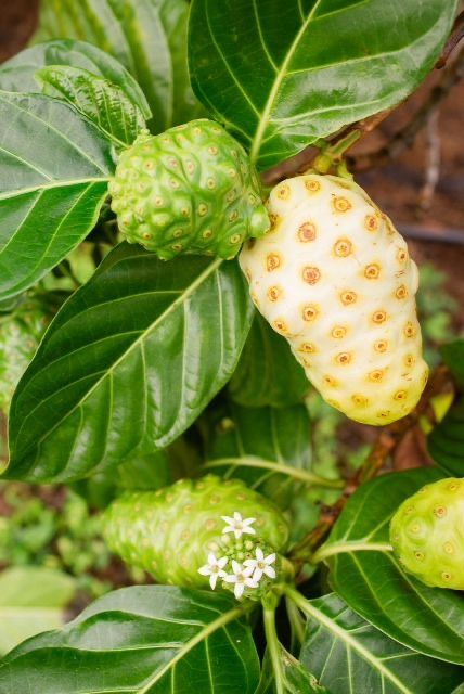 Trái Nhàu ( NonI)